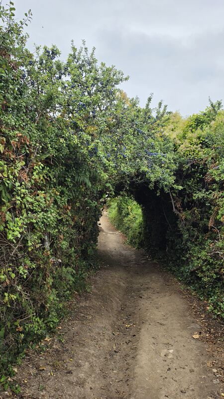A tunnel of blackthorn heavy with sloes, Île de Groix