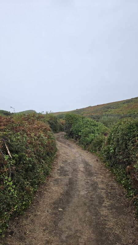 Path through bracken and gorse, Île de Groix